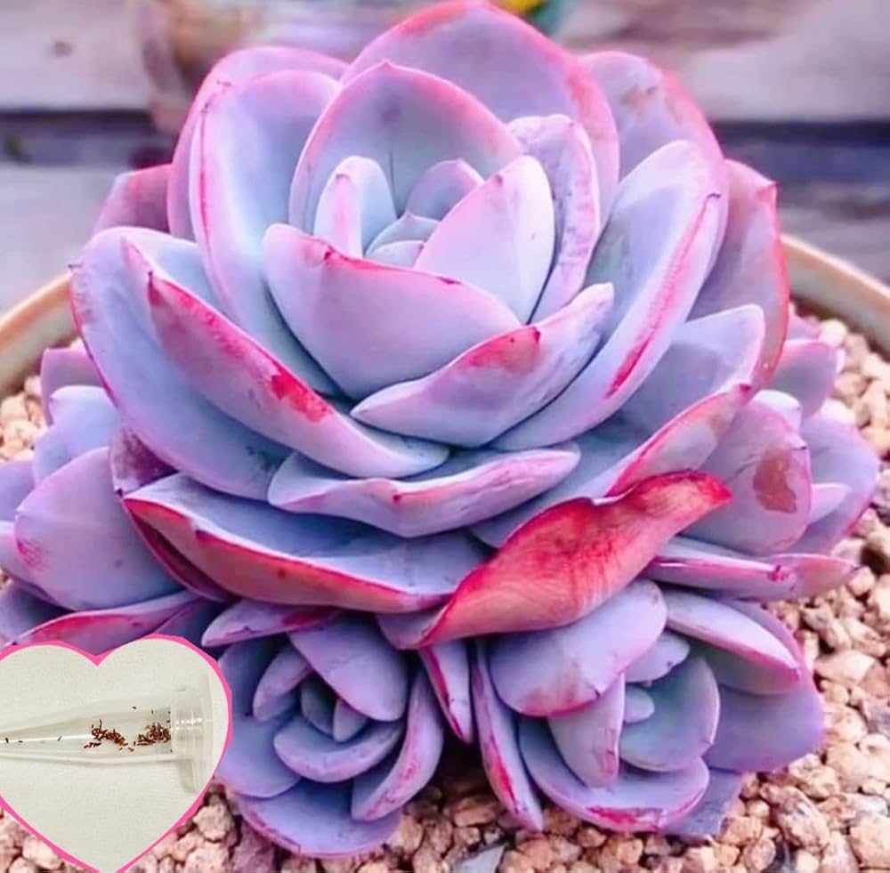 多肉植物 ❤️ フルルックス❤️1頭10cm!抜き苗4年生！ 6e4232aadedb4c391846c1974528b4
